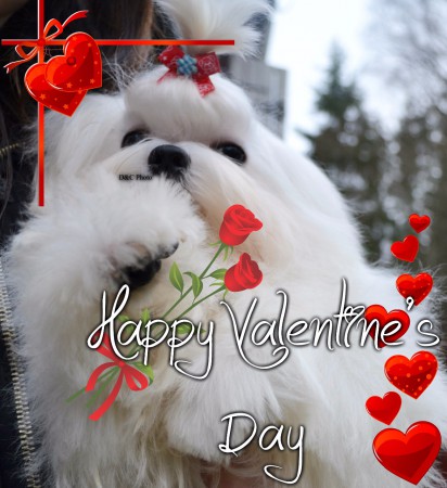 Tim Toy'as An Andee Angel